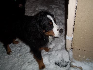Helaku in the snow 2015.JPG